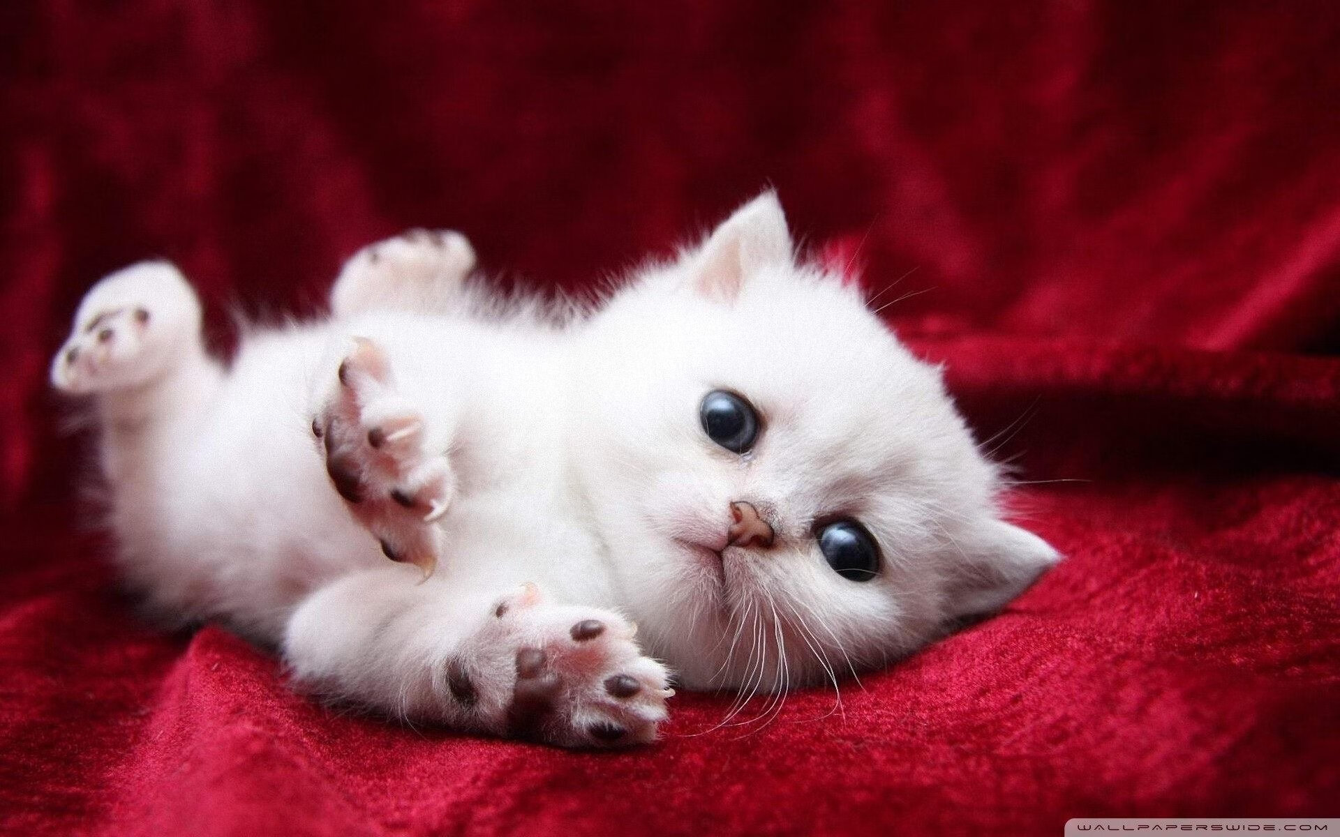 “最强防守:联盟顶尖护框队伍全揭秘”,联盟十大防守悍将