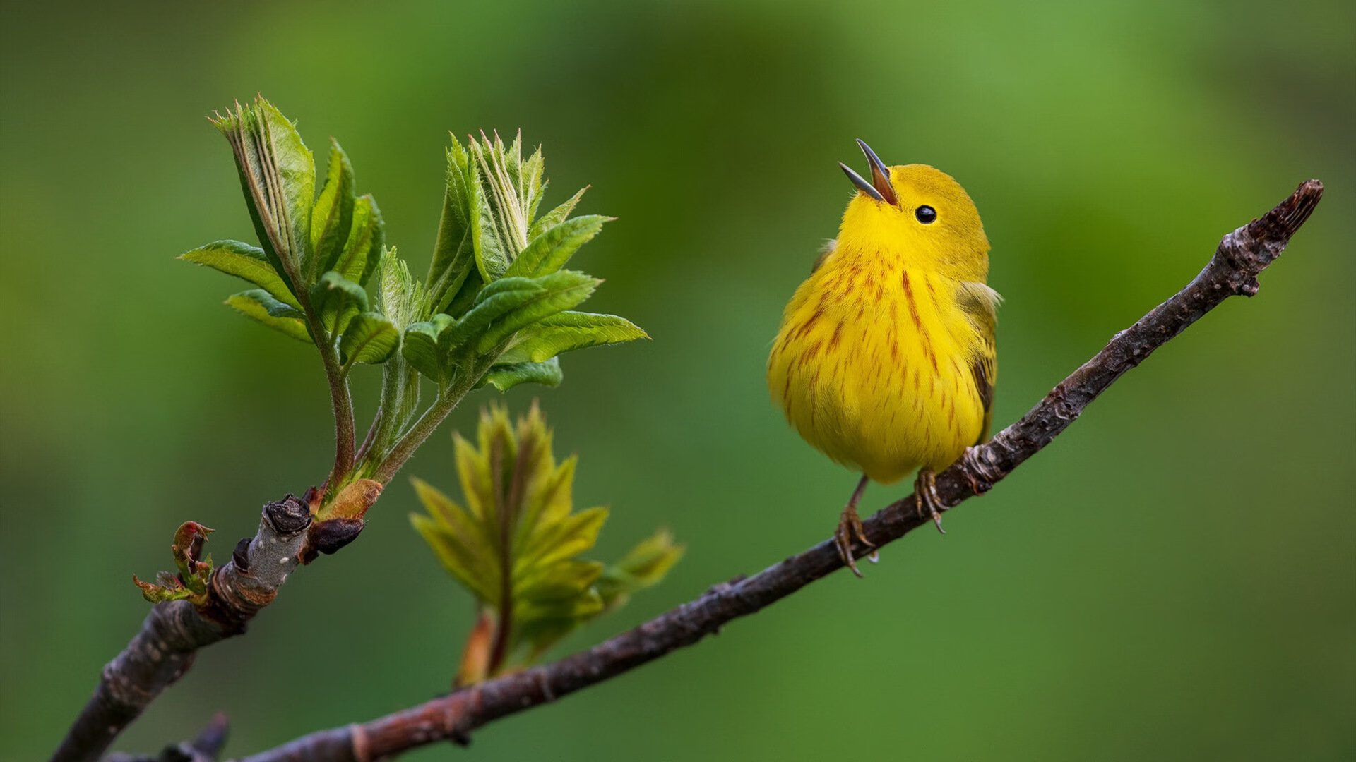爱游戏娱乐网址-“意甲激战正酣，拼抢欧冠资格战火不断”，意甲抢断榜