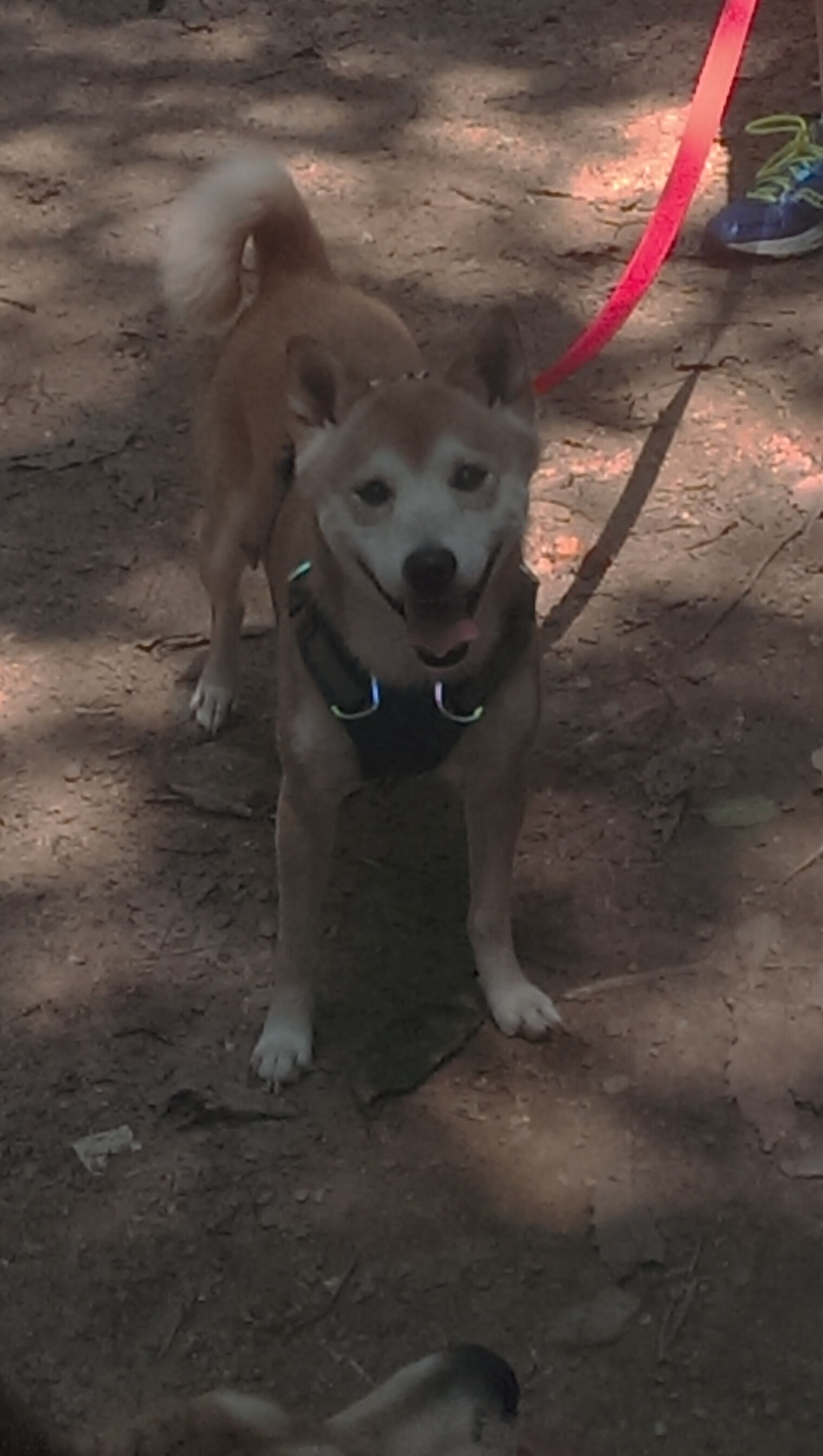 AIYOUXI.COM-传奇少年崛起：那些潜力无限的年轻天才，传奇少年txt