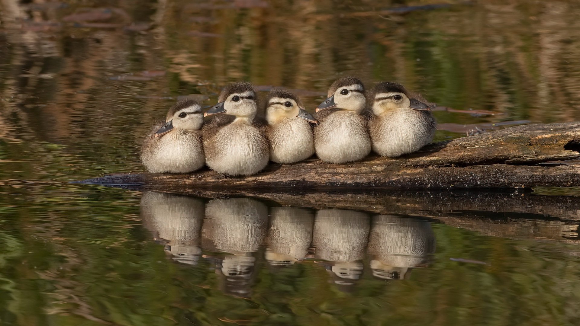 墨西哥男足在巴黎奥运会比赛中以3-1击败巴西，墨西哥男足奥运会冠军阵容
