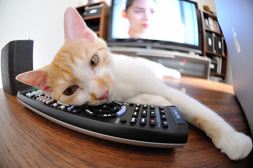 背后故事：冠军车队的幕后支撑力量，车队冠军和车手冠军