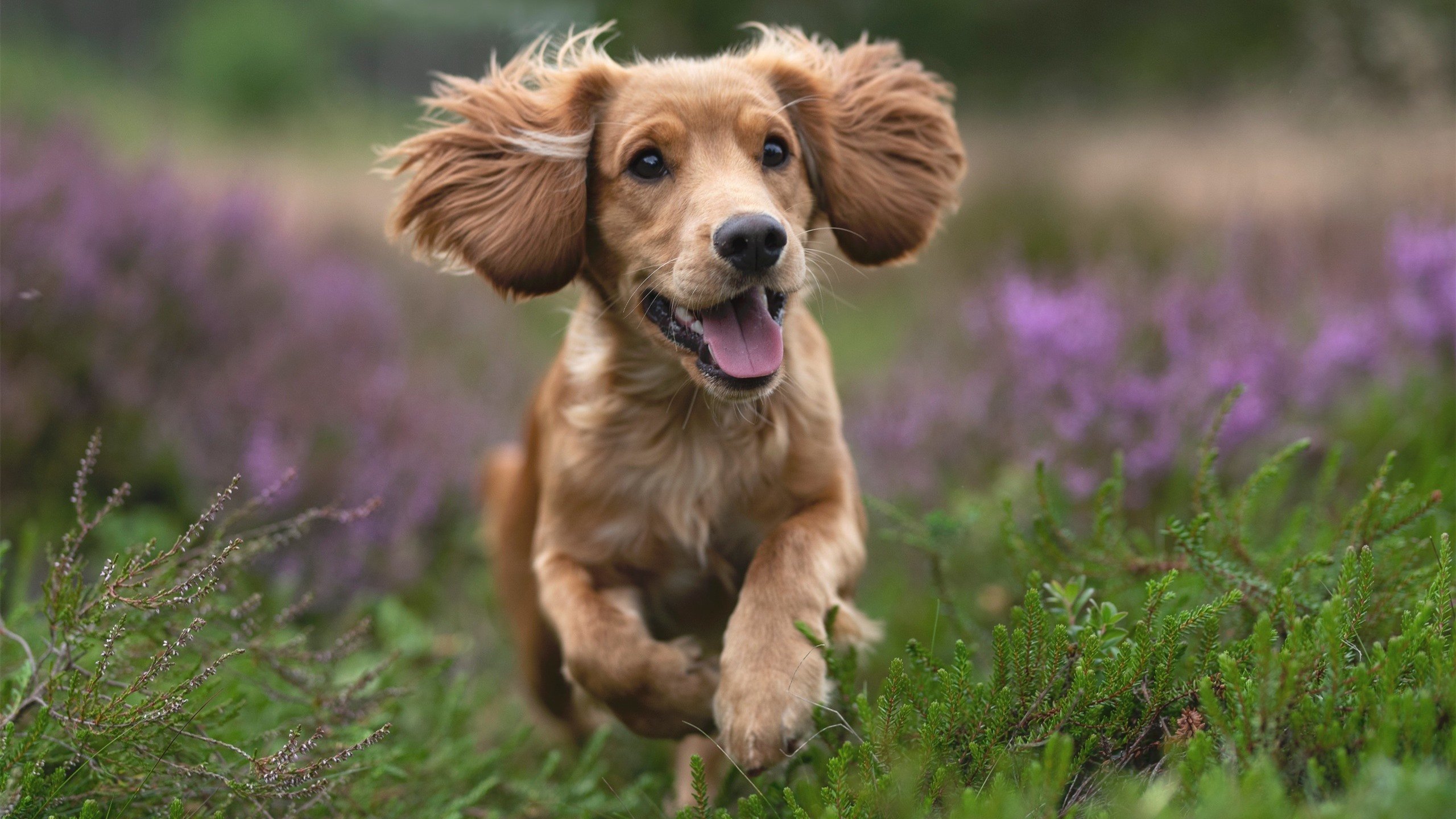 足球数据共享平台推动赛事协同分析,足球队数据app