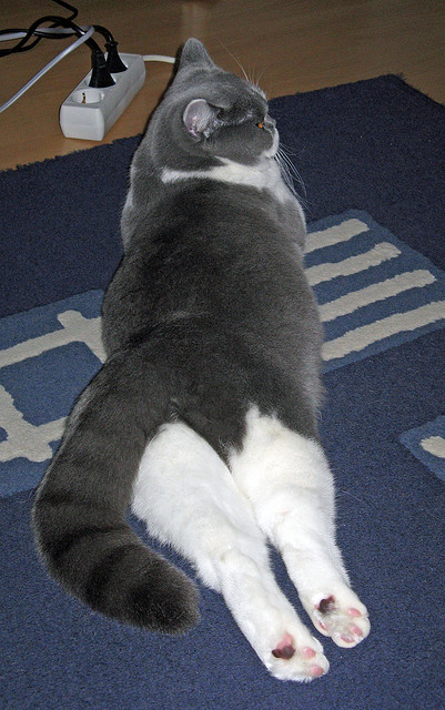 高原马拉松:挑战海拔极限,高原 马拉松