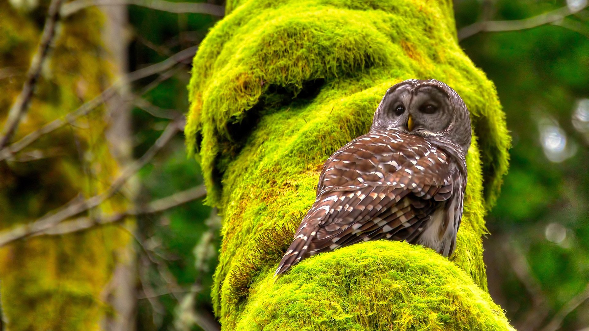 中国篮球文化发展与创新路径,浅谈中国篮球发展现状