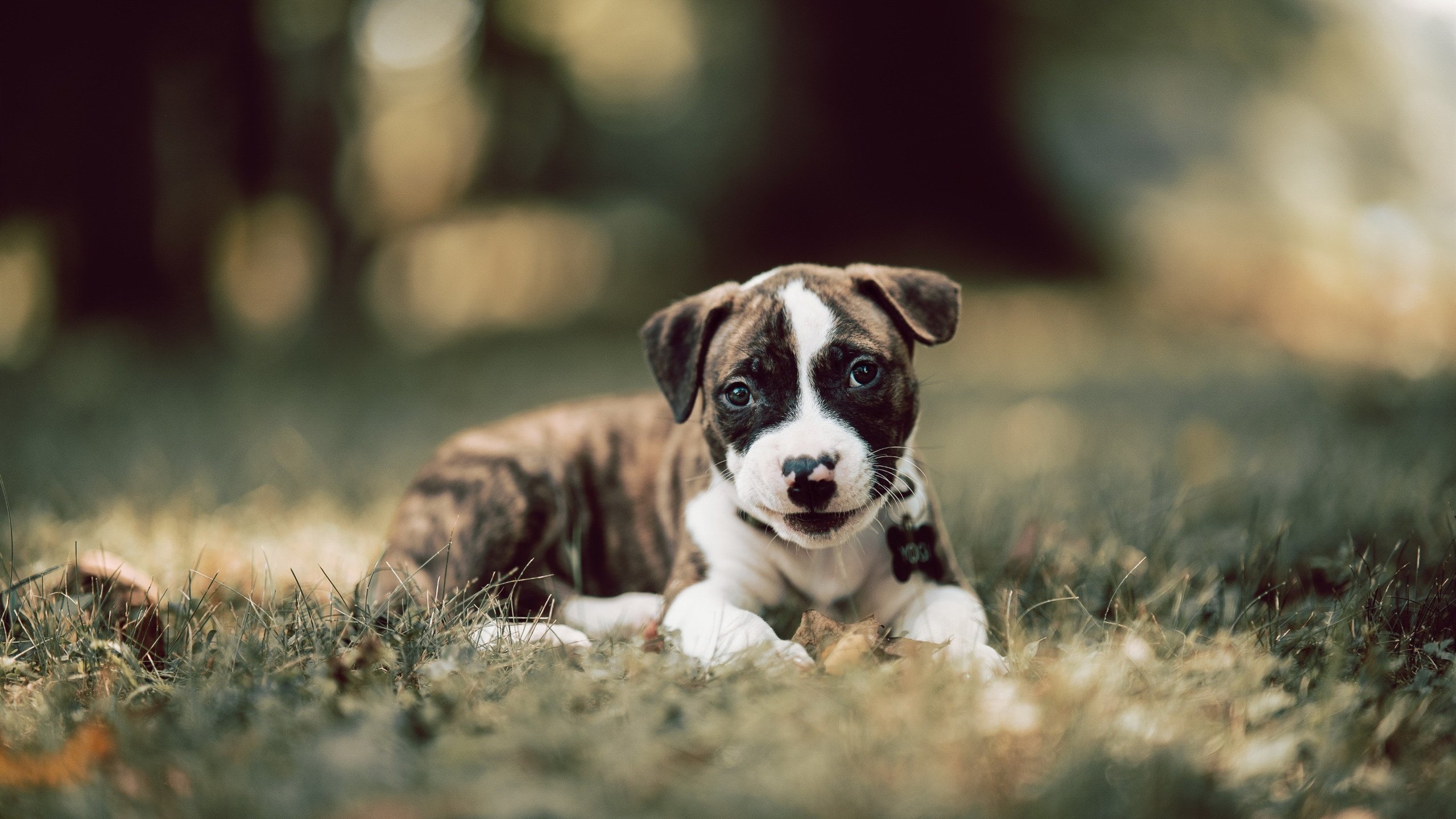 中超联赛多点开花,进攻端全面开火,中超联赛2021比赛规则