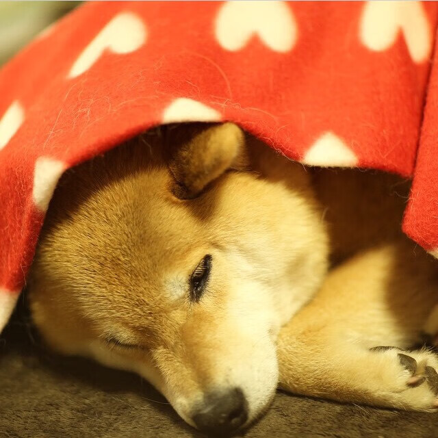 公牛队队员轮番上阵,力拼绝杀夺胜,公牛队有多强