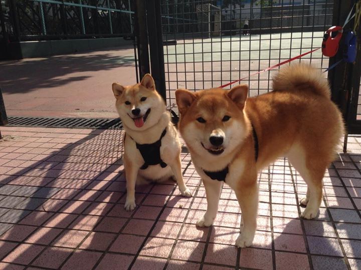 爱游戏平台-华夏大胜佳兆业，中超表现抢眼，华夏大家