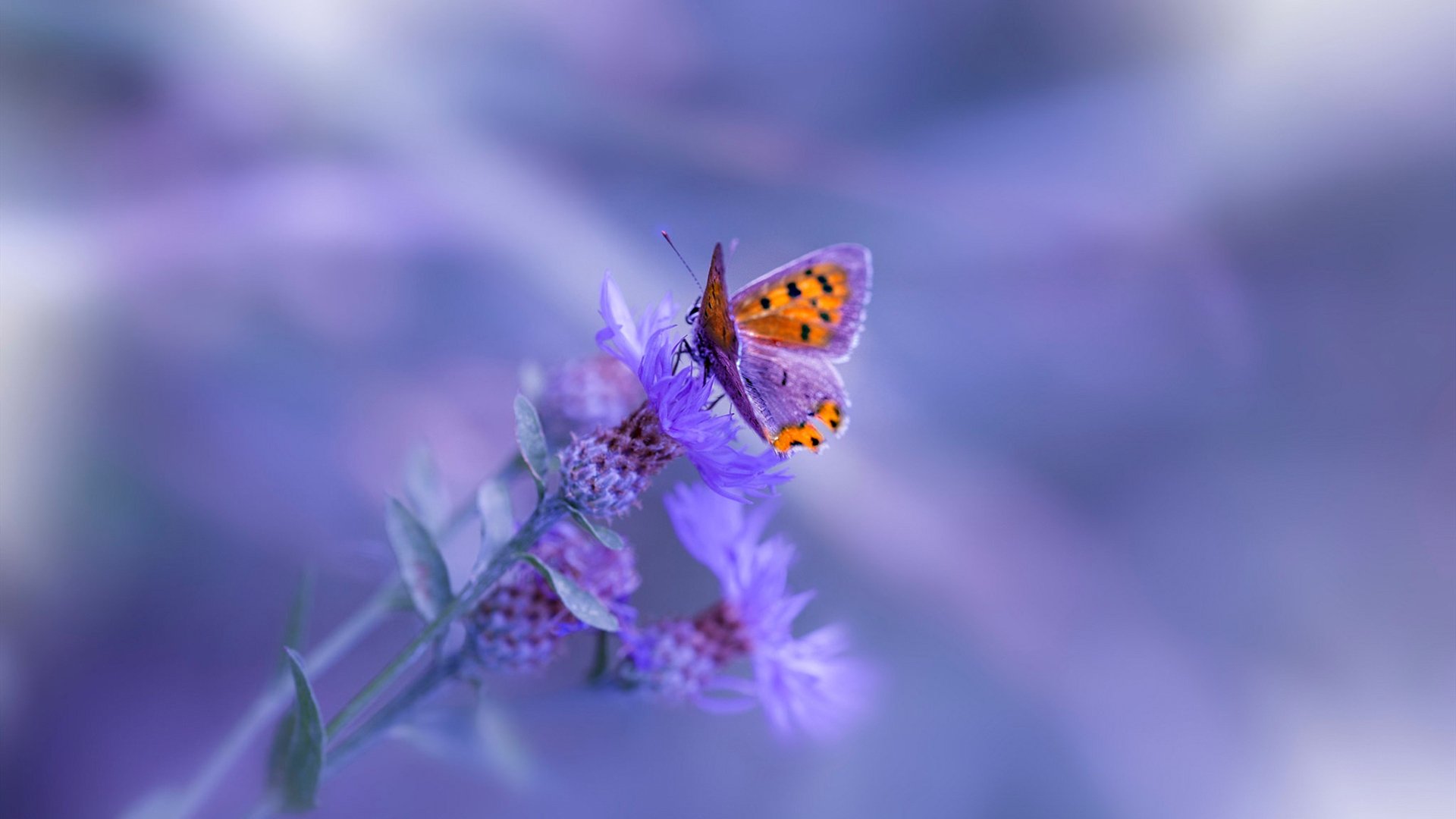 华夏大胜佳兆业,中超表现抢眼,华夏大家