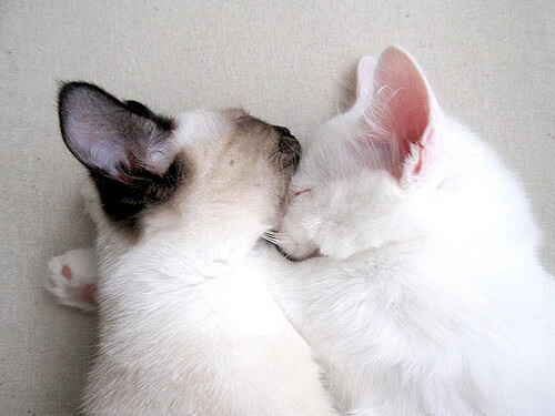 卡昂艰难逼平昂热,主场不败金身依旧保持,卡昂怎么样