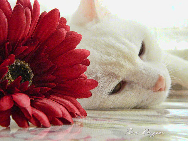 爱游戏app下载-沃特福德艰难夺胜，追逐联赛霸主，沃特福德又叫什么名字