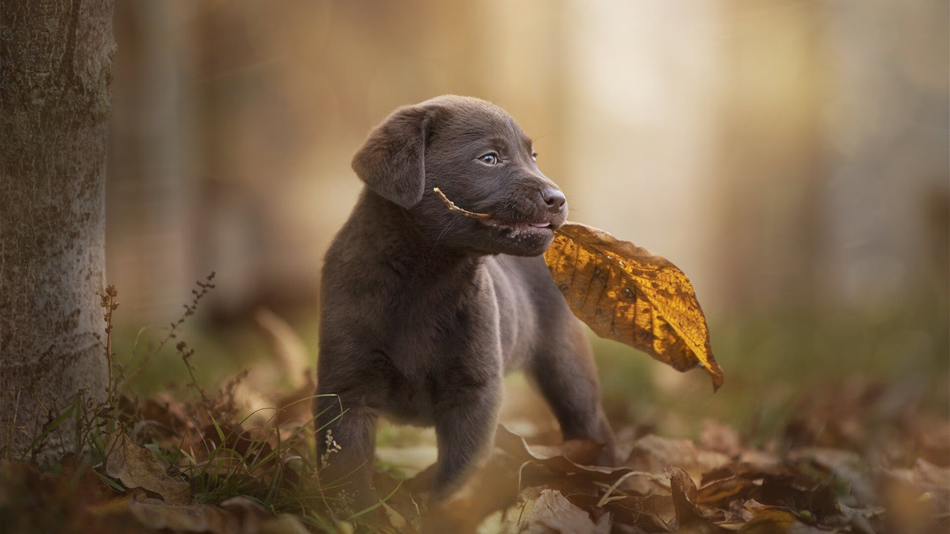 猛龙锋线伤情有所好转,球队士气大增,19年猛龙中锋