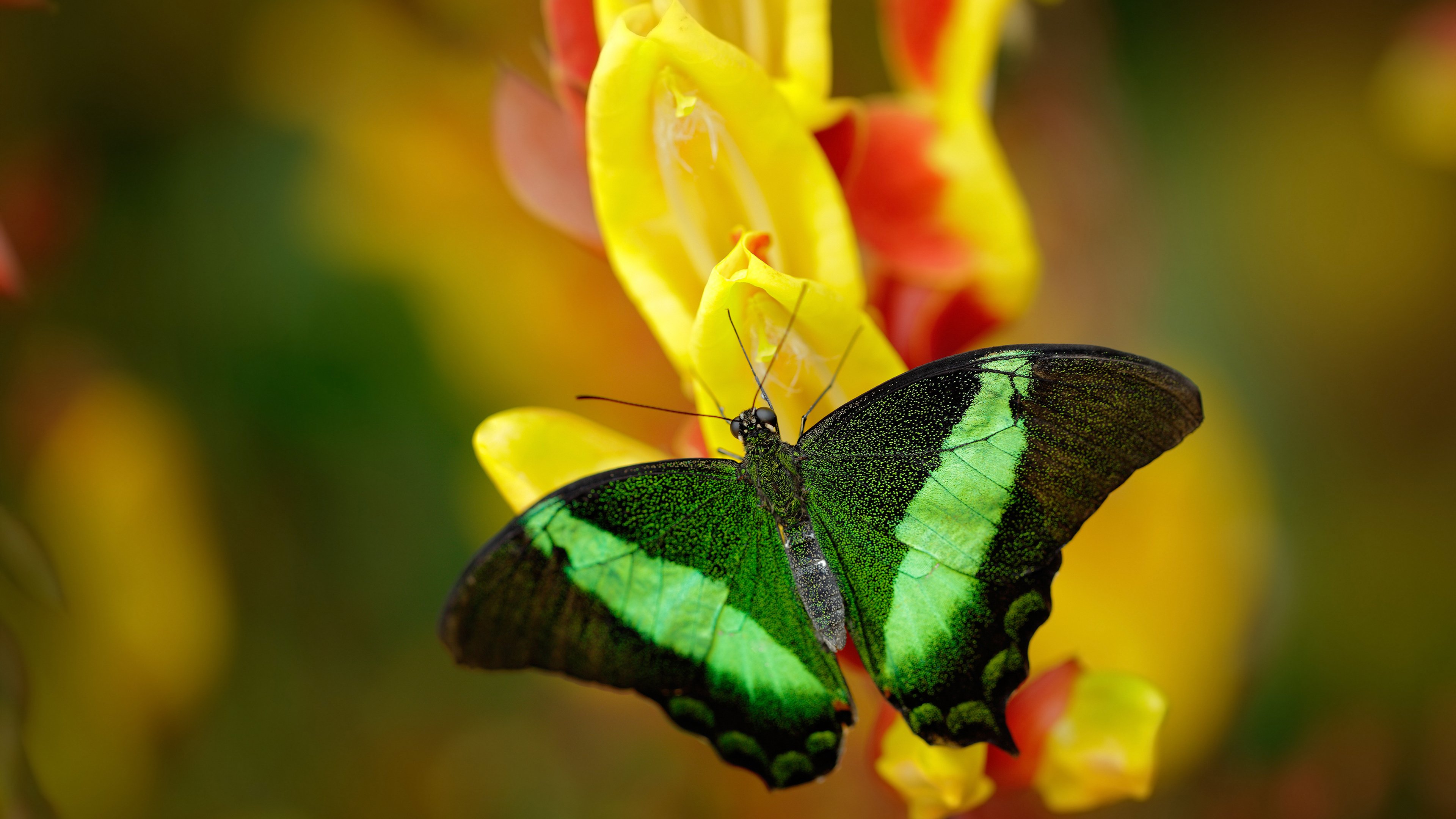 爱游戏体育平台-瑞典队在国际比赛中表现抢眼，令人惊艳，瑞典队最近比赛