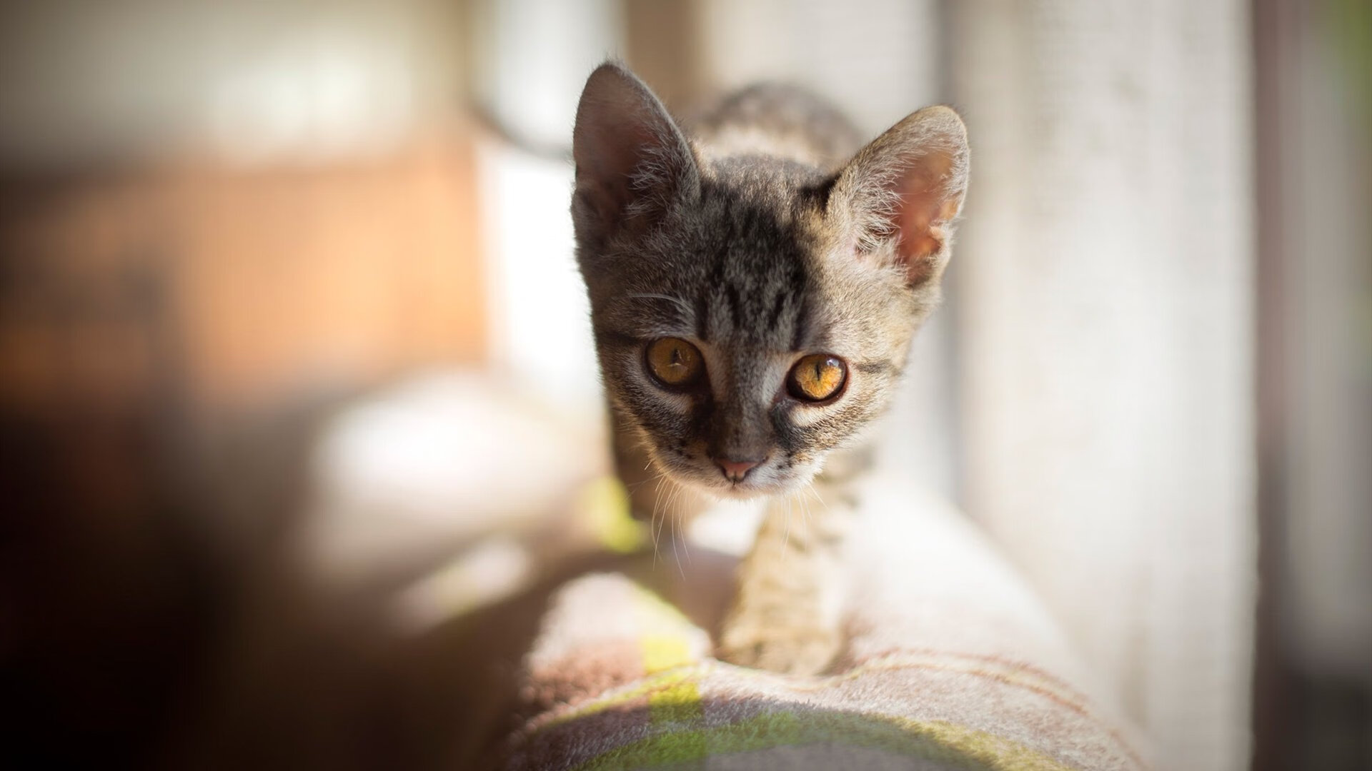 非洲篮球联赛火热启动,硝烟四起,非洲篮球联赛视频