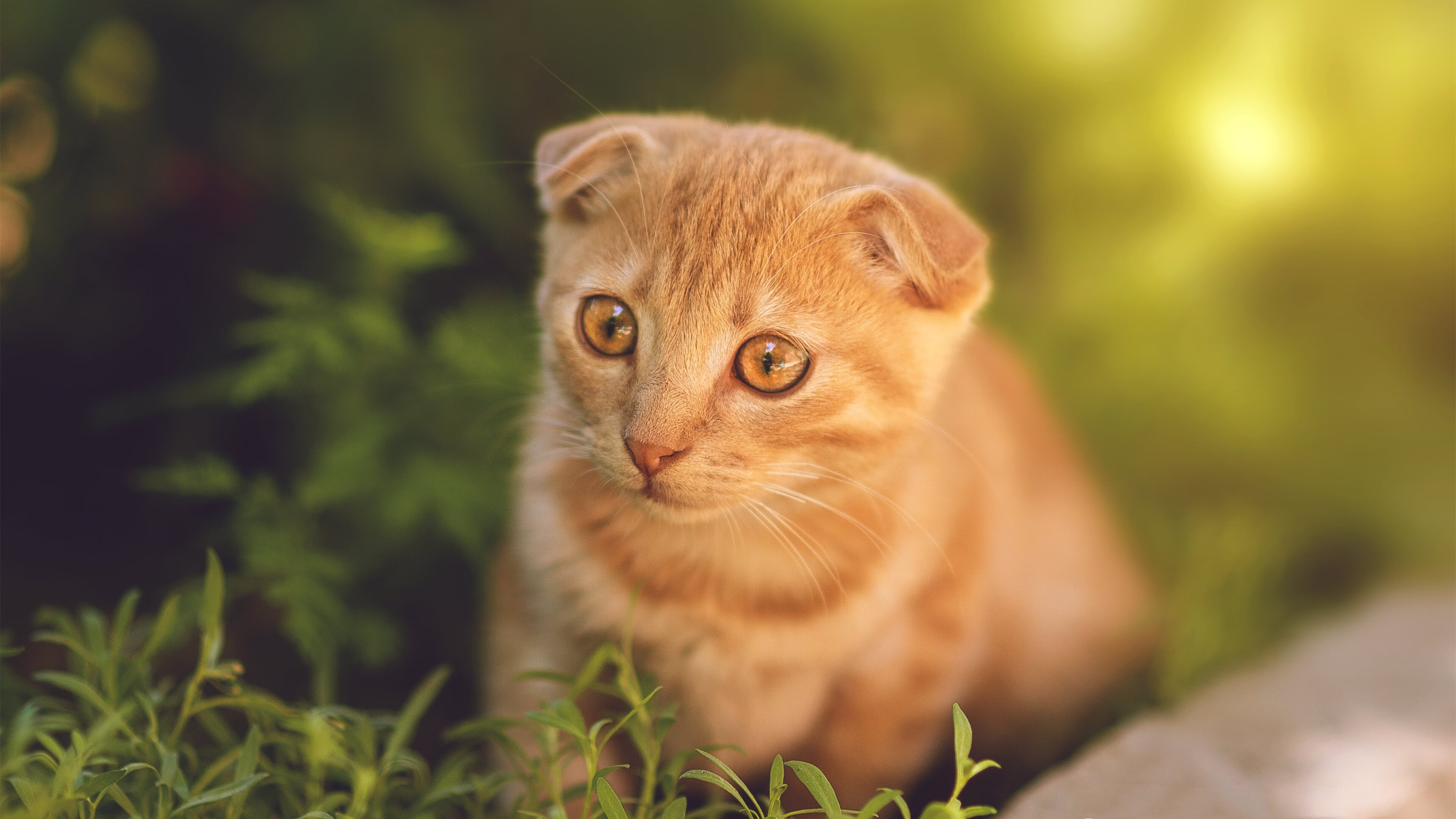 爱游戏娱乐网址-体育社团在高校三全育人体系中的作用研究，学校体育社团的作用