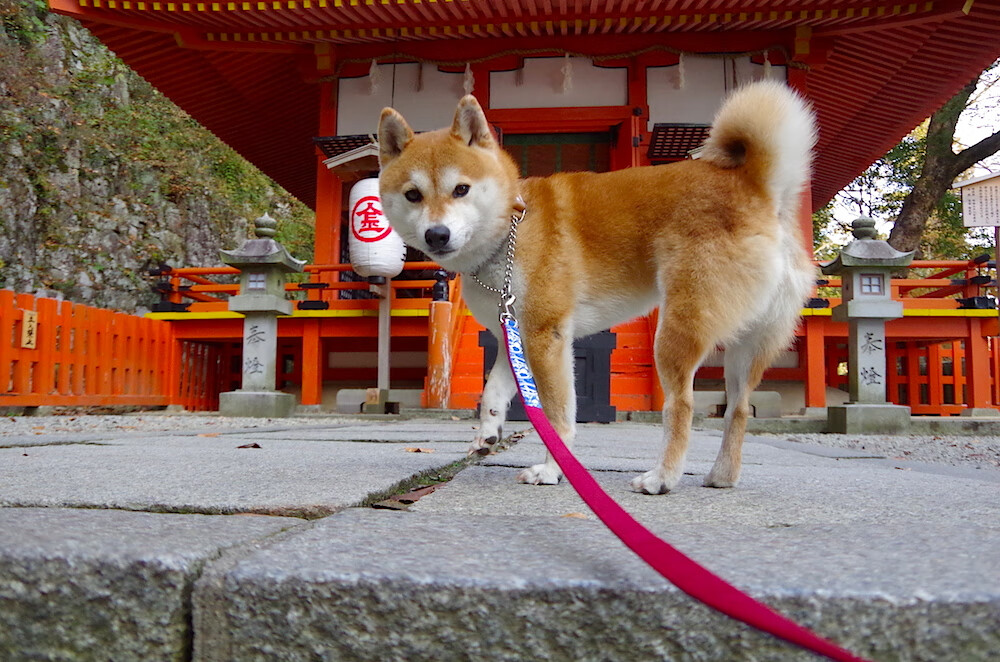 国足年度战术视频复盘重点对比，国足战术打法