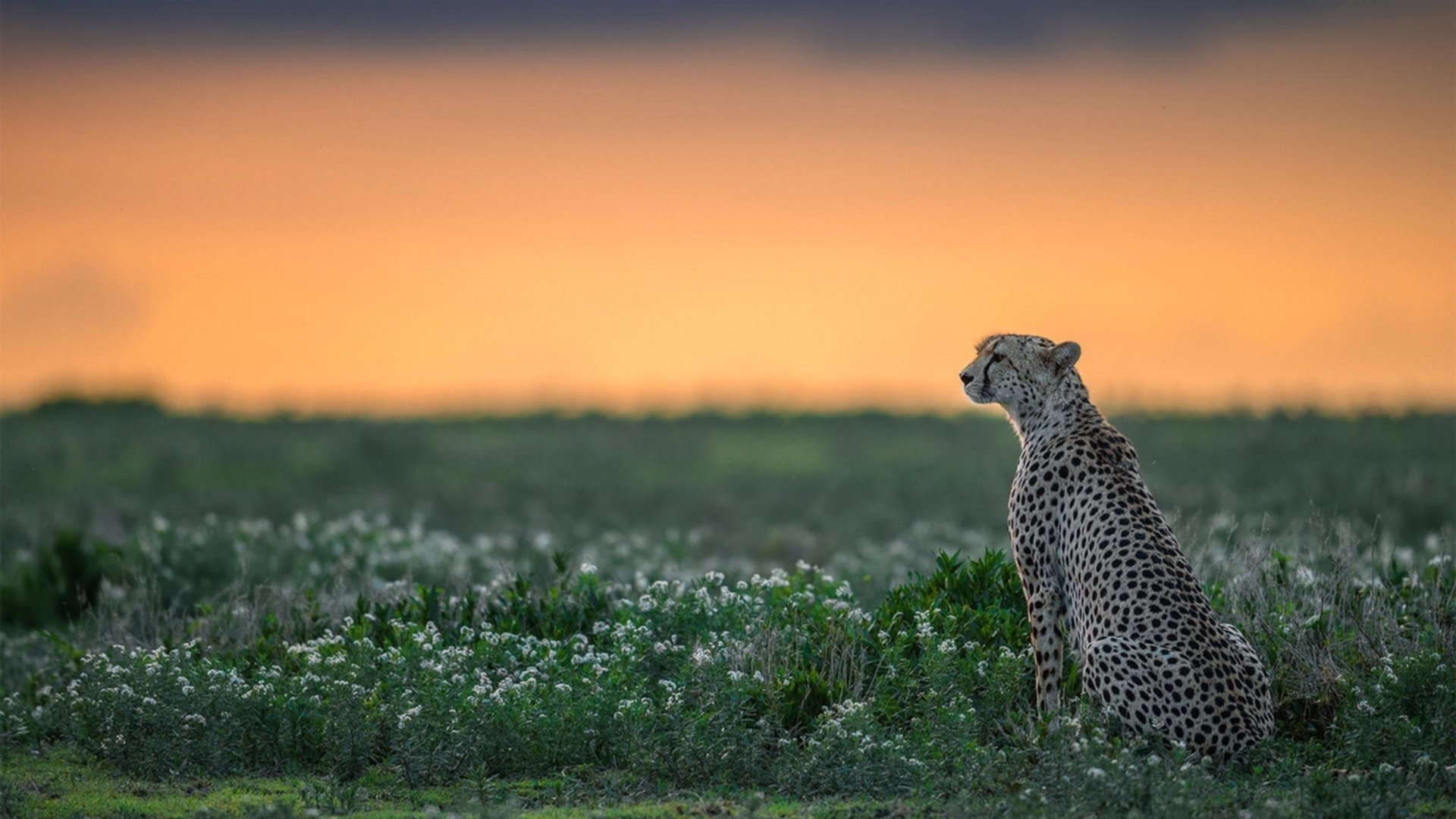 青少年体育社会支持系统研究，青少年体育司