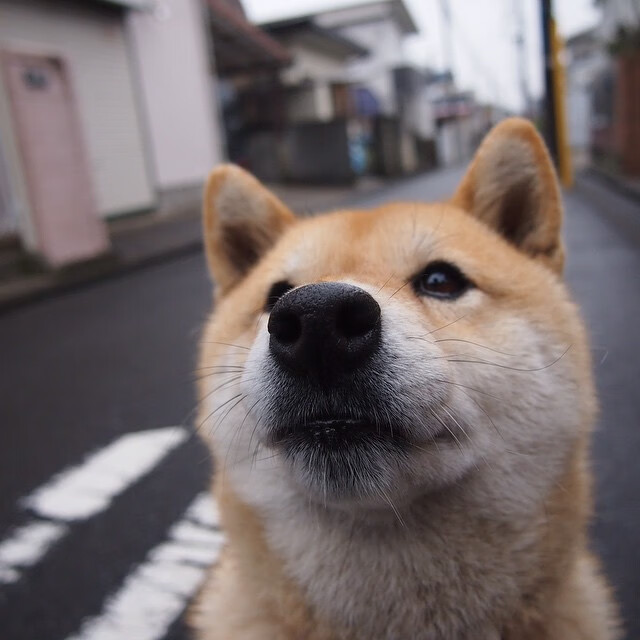蝶泳200米选手配速图显示“分段负荷”趋势