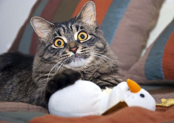 青年选手成长路径日益明确,青年成长成才计划