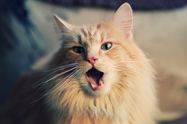 优秀裁判团队执行任务确保关键场次公平公正,优秀裁判员应具备哪些素质