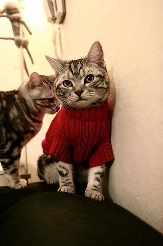 爱游戏登录入口-格林伍德在比赛中的冷静表现，使袋鼠队攻防转换更加高效，格林伍德速度快吗