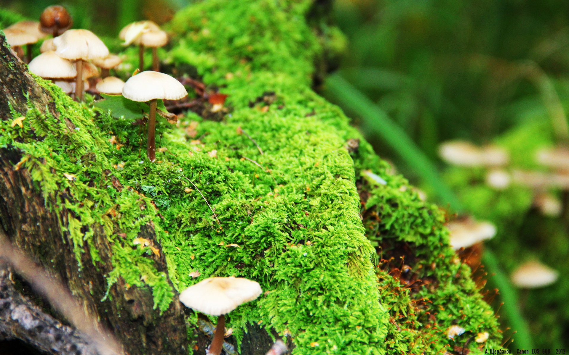 格鲁吉亚男篮在亚洲预赛中逆境奋战,期待突破