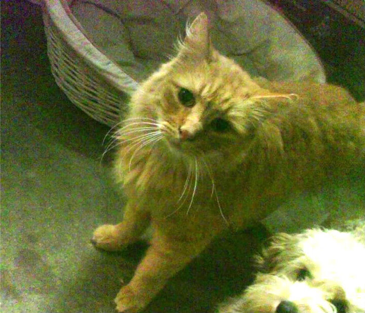 澳大利亚橄榄球赛事的转播权价值激增,全球关注度不断上升,一场令人激动的澳式橄榄球比赛