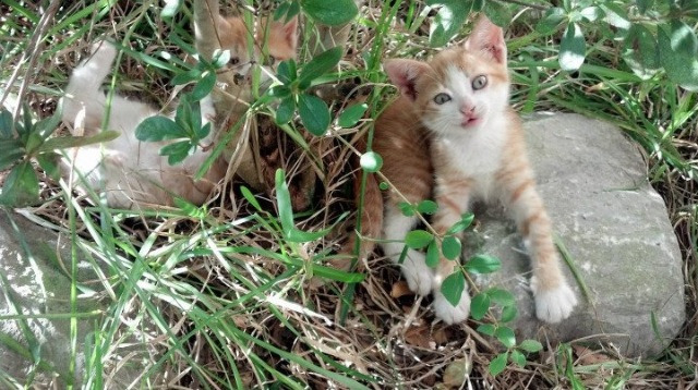 王楚钦连续两轮零封强势晋级,王楚钦什么来头
