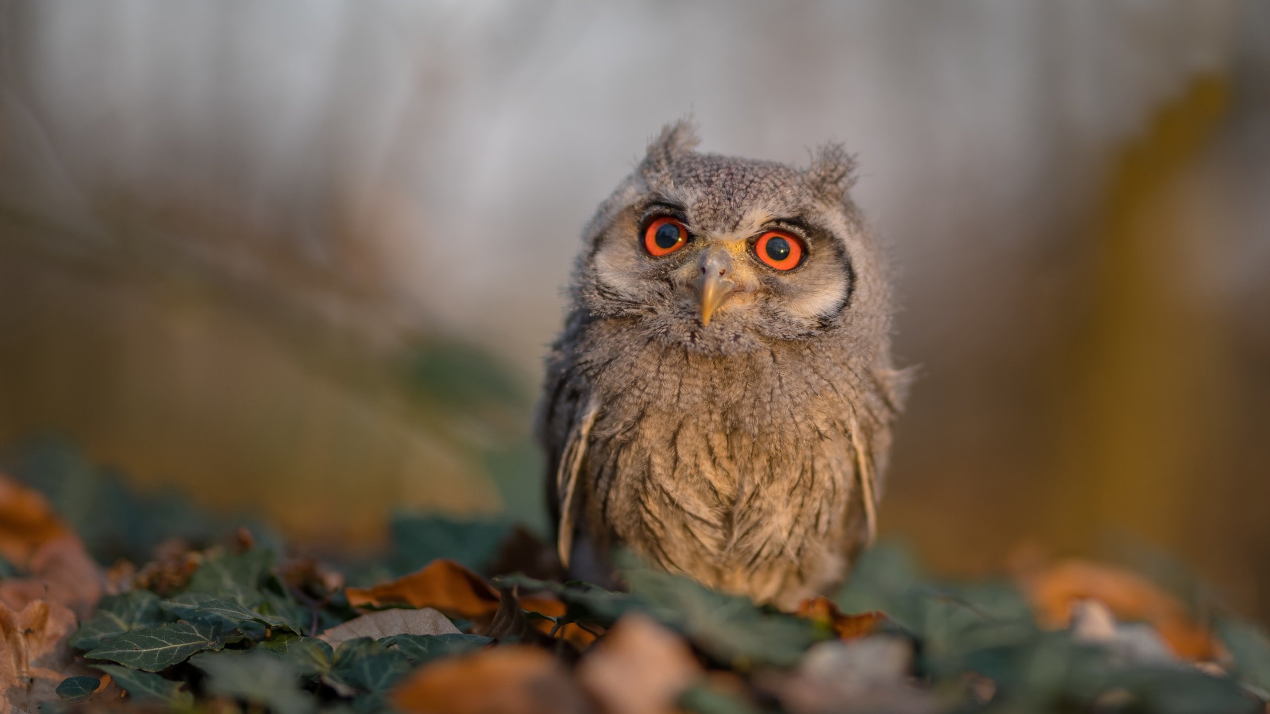 高强度对抗赛检验身体极限教练注重恢复安排,高强度对抗运动